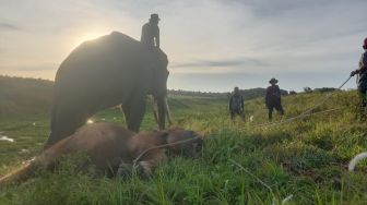 Ini Hasil Nekropsi Gajah Taufan yang Ditemukan Mati di PLG TNWK