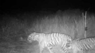 Kamera Rekam Dua Harimau Teluk Lanus Siak, Umpan Perangkap Tinggal Tulang