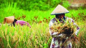 Nilai Tukar Petani di Banten Kembali Naik