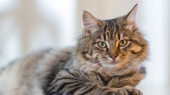 5 Manfaat Steril Kucing Yang Perlu Kamu Ketahui!