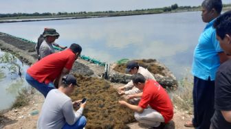 Kerjasama dengan Kementerian Koperasi dan UKM, DPP PA GMNI Kembangkan Pertanian Rumput Laut