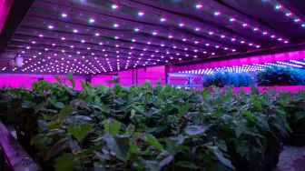 Melihat Pertanian Vertikal di Skotlandia yang Menggunakan Teknologi LED