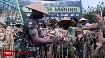 Dukung Ketahanan Pangan, Kodim 0808 Blitar Panen Jagung di Sutojayan