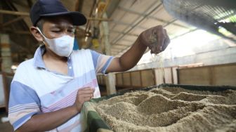 Peternak memperlihatkan pakan jangkrik hasil budidaya di  Peternakan Jangkrik Sonny, Depok, Jawa Barat, Senin (7/11/2022). [Suara.com/Alfian Winanto]