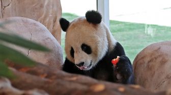 Seekor panda raksasa China difoto dalam kandang di Panda House di Al Khor, Qatar, Rabu (19/10/2022). [DENOUR/AFP]