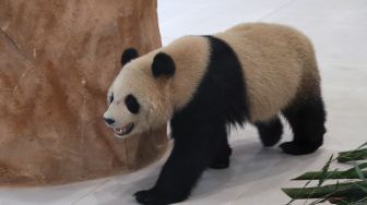 Seekor panda raksasa China difoto dalam kandang di Panda House di Al Khor, Qatar, Rabu (19/10/2022). [DENOUR/AFP]