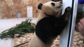 Seekor panda raksasa China difoto dalam kandang di Panda House di Al Khor, Qatar, Rabu (19/10/2022). [DENOUR/AFP]