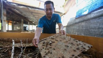 Peternak memperlihatkan jangkrik hasil budidaya di  Peternakan Jangkrik Sonny, Depok, Jawa Barat, Senin (7/11/2022). [Suara.com/Alfian Winanto]