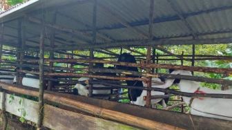 Masuk Secara Ilegal, Satgas PMK Bintan Pulangkan 7 Ekor Kambing dari Batam
