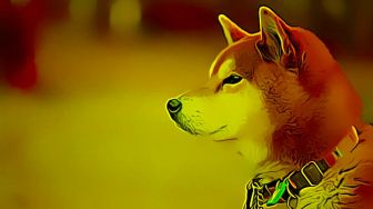 Shiba Inu sebagai Alat Bayar di Pantai Eksklusif Ini