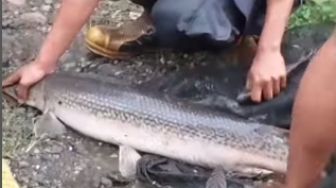 Dramatis! Evakuasi Ikan Aligator oleh Petugas Damkar, Pemilik Kaget Besar Ikannya Capai 1,5 Meter
