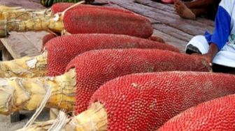 Kaya Khasiat, 5 Manfaat Buah Merah dari Tanah Papua