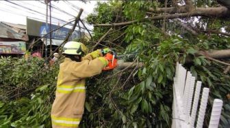 Pohon Mahoni Raksasa Tumbang Rusak Rumah Warga Bangorejo