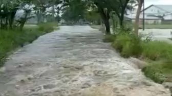 5 Hektare Sawah Warga Mayang Jember Terancam Gagal Panen Akibat Banjir