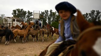 Seorang Gaucho berusaha mengendalikan kudanya di sebuah pertunjukkan rodeo selama "Hari Tradisi Gaucho ke-83" di San Antonio de Areco, Argentina, Sabtu (12/11/2022). [Luis ROBAYO / AFP]