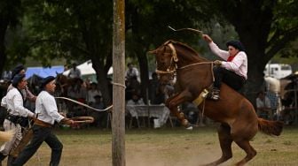 Seorang Gaucho berusaha mengendalikan kudanya di sebuah pertunjukkan rodeo selama "Hari Tradisi Gaucho ke-83" di San Antonio de Areco, Argentina, Sabtu (12/11/2022). [Luis ROBAYO / AFP]
