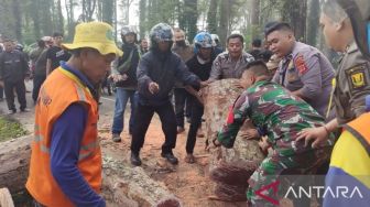 Kendarai Motor Matik, Seorang Lelaki di Sukabumi Tertimpa Pohon Tumbang