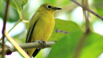 Peneliti Asing Banyak ke Probolinggo Khusus Mengamati Burung Kacamata Jawa