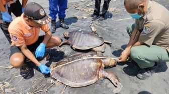 Tiga Penyu Lekang Ditemukan Mati di Pesisir Kulon Progo, Diduga Akibat Makan Plastik