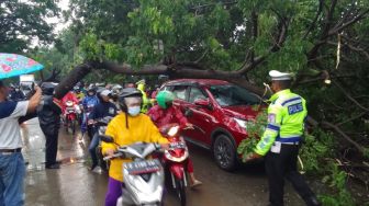 Pohon Tumbang Timpa Mobil Di Jalan Outer Ringroad Cengkareng Jakbar, Polisi Turun Tangan