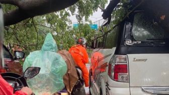 Sebuah Pohon Besar Tumbang Timpa Dua Mobil Saat Melintas, Jalur Cengkareng Macet Parah