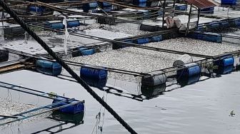 Sedih! Petani Rugi Ratusan Juta Gegara 45 Ton Ikan di Danau Maninjau Mati karena Angin Kencang dan Hujan Lebat