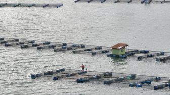 Kerugian dari Matinya Ikan-ikan di Danau Maninjau Capai Rp 380 Juta