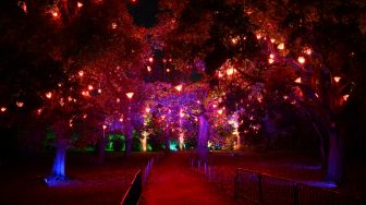 Lampu menerangi pepohonan saat perayaan natal Kew atau &quot;Christmas at Kew&quot; di Kew Gardens, barat daya London, Inggris, Selasa (15/11/2022). [Daniel LEAL / AFP]