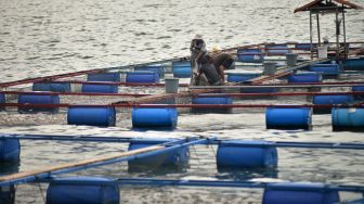 Nelayan membersihkan ikan mati dari keramba jaring apung (KJA) di Danau Maninjau, Nagari Sungai Batang, Kabupaten Agam, Sumatera Barat, Sabtu (19/11/2022). [ANTARA FOTO/Iggoy el Fitra/rwa]