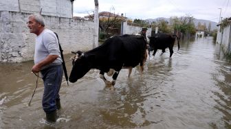 Penduduk desa memindahkan sapi dari rumahnya yang terendam banjir di desa Kuc dekat kota Shkodra, Albania, Senin (21/11/2022). [Gent SHKULLAKU / AFP]