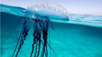 Spesies Laut Cantik yang Berbisa, 4 Fakta Portuguese Man O War