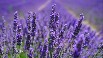 3 Manfaat Bunga Lavender bagi Kesehatan Mental
