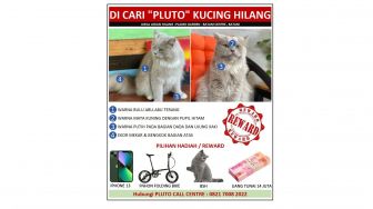 Pluto si Kucing Persia Masih Hilang, Trending di Twitter Karena Hadiah iPhone 13 untuk Yang Menemukan!