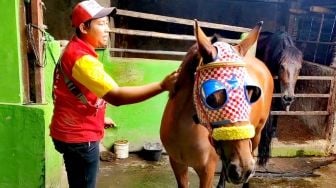 Perkenalkan Adinda dan Agustin: Sepasang Kuda yang Tarik Kereta Kencana Pernikahan Kaesang Pangarep dan Erina Gudono