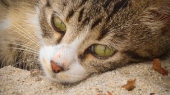 3 Keunikan Sand Cat, Kucing Gurun yang Jarang Diketahui Orang