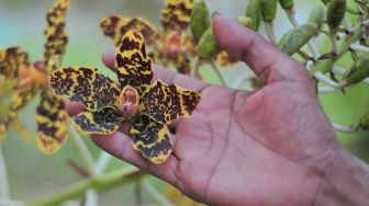 Anggota Gerakan Muarojambi Bersakat menunjukkan tanaman anggrek macan (Grammatophyllum scriptum) yang sedang berbunga yang diselamatkan di Rumah Bayang Taman Sakat Lebung Panjang, Jambi Tulo, Maro Sebo, Muarojambi, Jambi, Minggu (27/11/2022). [ANTARA FOTO/Wahdi Septiawan/aww]