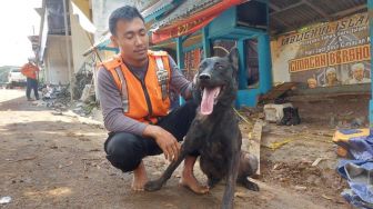 Diantara Duka Korban Gempa Cianjur Ada Anjing Coco Yang Temukan Lima Jasad Tertimbun