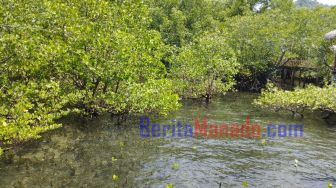 Air Anjing hingga Air Tawar Hutan Mangrove Jadi Kisah Lain di Desa Wisata