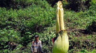 Penampakan Bunga Bangkai Setinggi 4 Meter di Kabupaten Agam