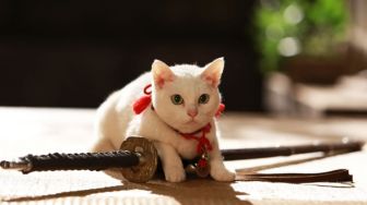 6 Film Jepang Bertema Kucing: Menggemaskan!