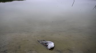 Seekor burung laut yang diduga mati akibat flu burung H5N1 terlihat di sebuah pantai di Lima, Peru, Kamis (1/12/2022). [Ernesto BENAVIDES / AFP]