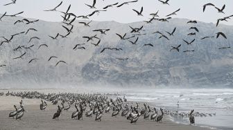 Sekelompok burung pelikan dan burung laut lainnya terlihat di sebuah pantai di Lima, Peru, Kamis (1/12/2022). [Ernesto BENAVIDES / AFP]
