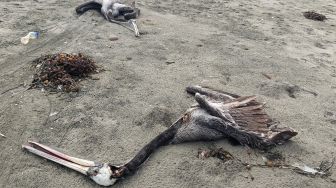 Seekor pelikan yang diduga mati akibat flu burung H5N1 terlihat di sebuah pantai di Lima, Peru, Kamis (1/12/2022). [Carlos MANDUJANO / AFP]