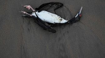 Seekor Kormoran yang diduga mati akibat flu burung H5N1 terlihat di sebuah pantai di Lima, Peru, Kamis (1/12/2022). [Ernesto BENAVIDES / AFP]