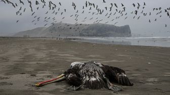 Seekor pelikan yang diduga mati akibat flu burung H5N1 terlihat di sebuah pantai di Lima, Peru, Kamis (1/12/2022). [Ernesto BENAVIDES / AFP]