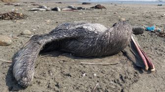 Seekor pelikan yang diduga mati akibat flu burung H5N1 terlihat di sebuah pantai di Lima, Peru, Kamis (1/12/2022). [Carlos MANDUJANO / AFP]
