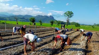 Produktivitas Meningkat, Kelompok Tani Bawang Merah di Sulsel Binaan PLN Raup Keuntungan Hingga Ratusan Juta