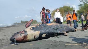 Ada Luka di Punggung, Ini Hasil Nekropsi Paus Pilot yang Mati Terdampar di Kulon Progo