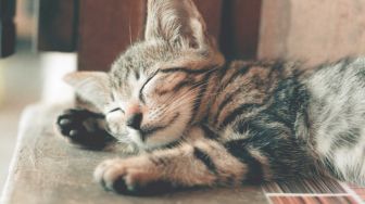Tes Kepribadian: Cara Berkomunikasi Kucing Bisa Ungkap Karaktermu yang Tersembunyi