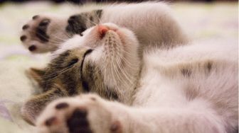 3 Cara Meminimalisir Tertular Penyakit Akibat Bulu Kucing yang Bisa Dilakukan